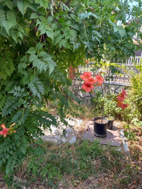 Traveler'S Rest - Near Podgorica Airport Hostel Mitrovici  Exterior photo